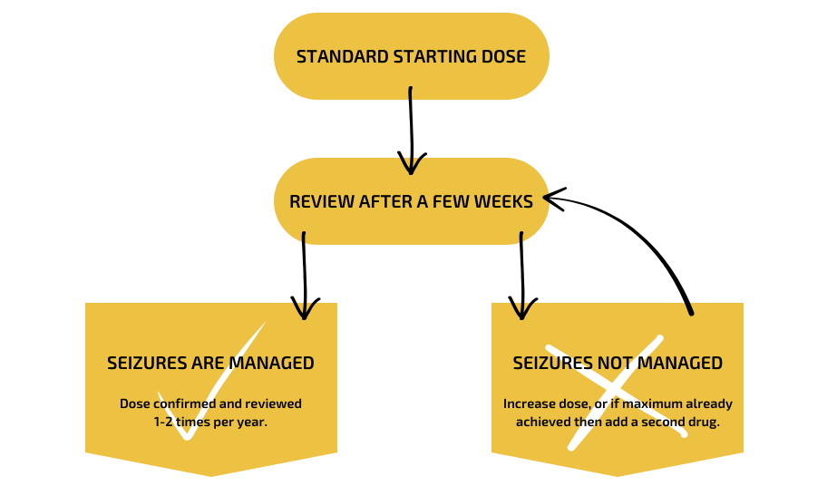 Treatment flow for canine epilepsy - WHAT TO DO DURING A SEIZURE?